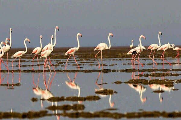 مهاجرت دسته فلامینگوها به تالاب سولدوز نقده