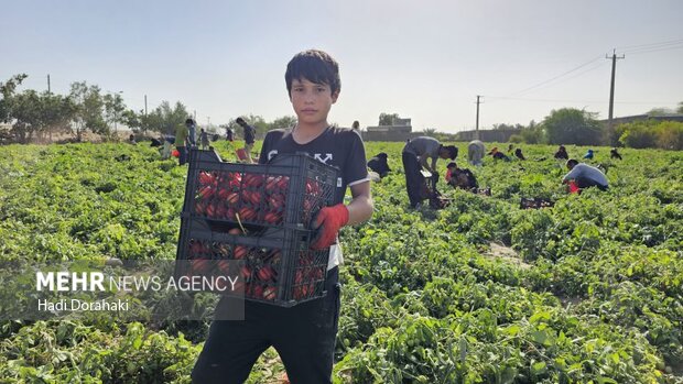 دیرقطب گوجه فرنگی خارج از فصل کشور ضرورت حمایت از کشاورزان
